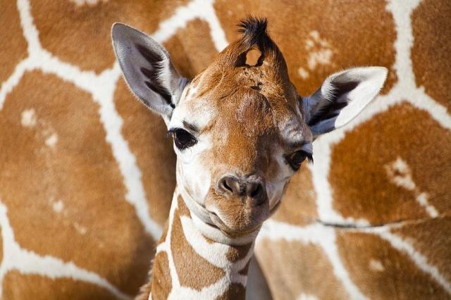 Первый рожденный жирафик в 2012 году