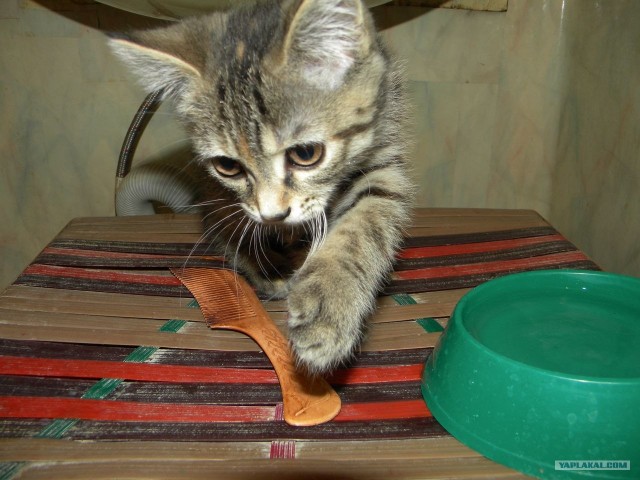 Котовторник (28.02.2012)