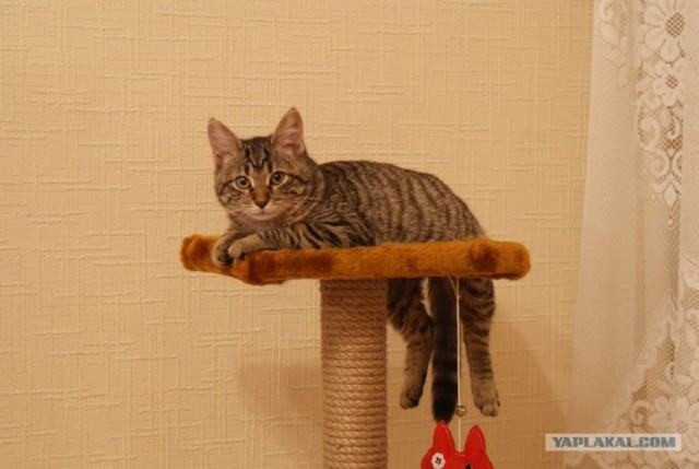КОТОВТОРНИК (6.03.2012)