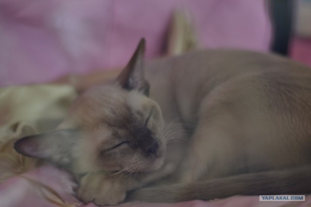 Котовторник   5.06.2012
