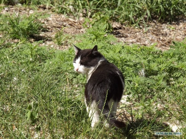 Котовторник 03 07 2012