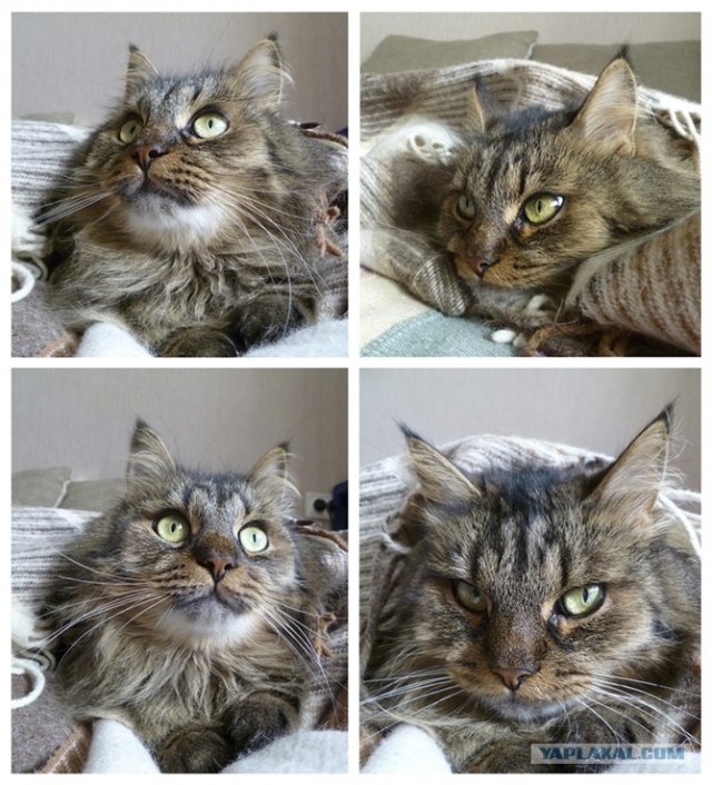 Котовторник  4.09.12