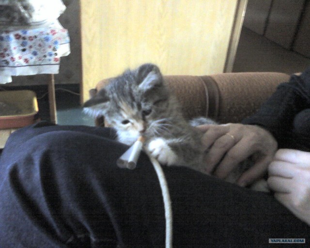 16 лучших котов сезона