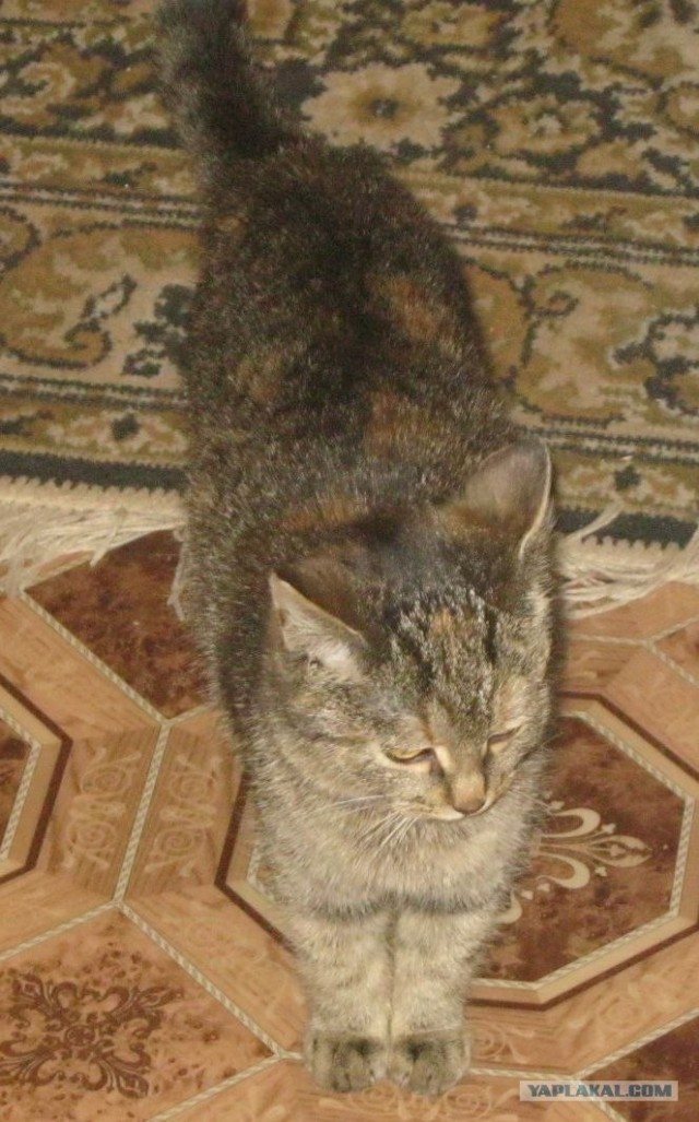 Новогодний Котовторник 01.01.2013