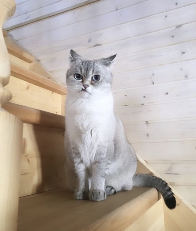 Забавные фото котеек