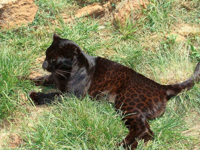 Дикий котовторник