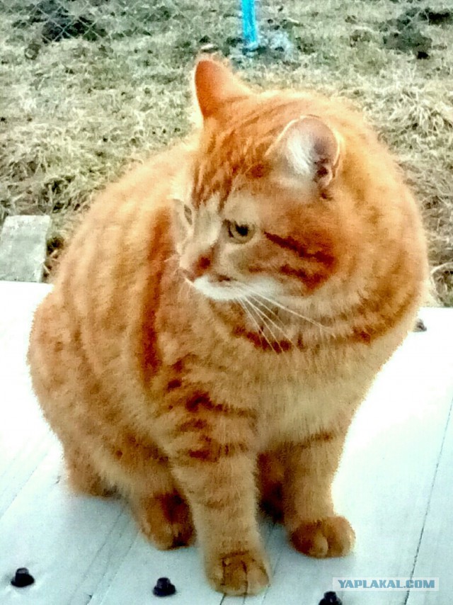 Чо, поцоны? Котовторнег?!