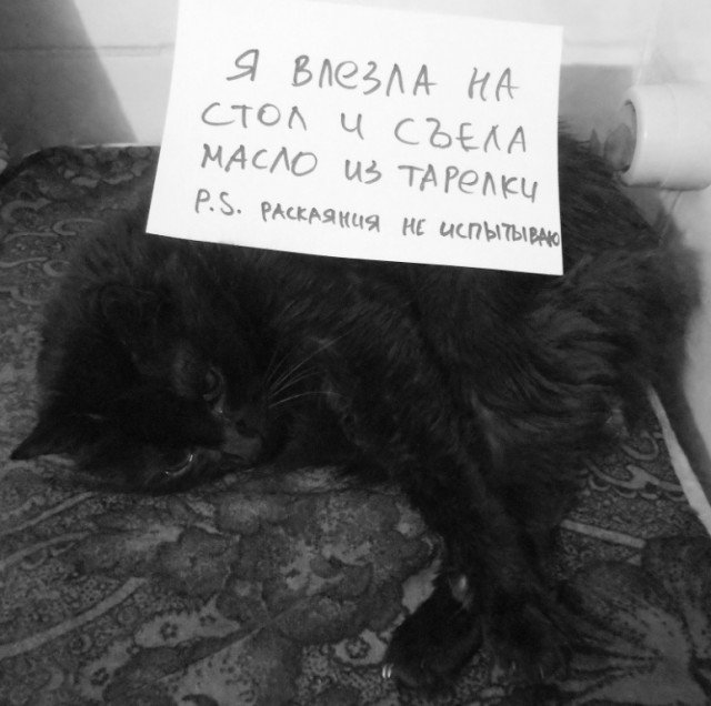 Котовторник! начнем? 04.06.19