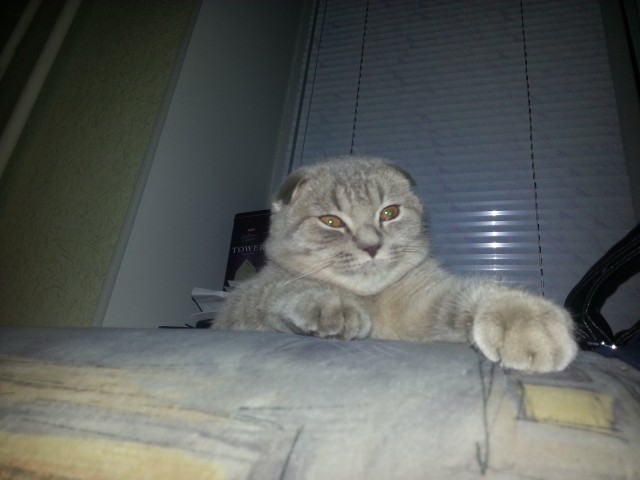 Котовторник однако