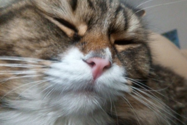 Котята! =)