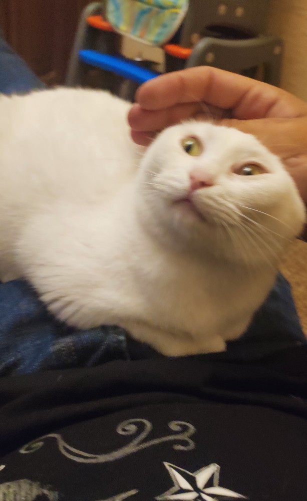 Что любят котики...