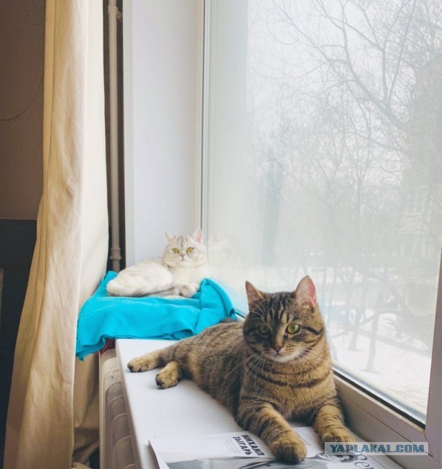 Приютите котика на пару месяцев, пожалуйста!