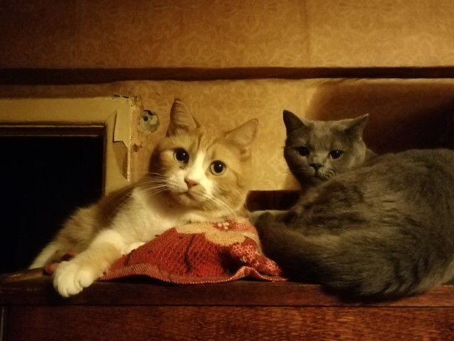 Котовторник
