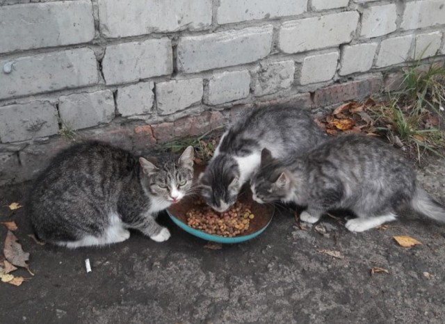 Котовторник 20.10.20