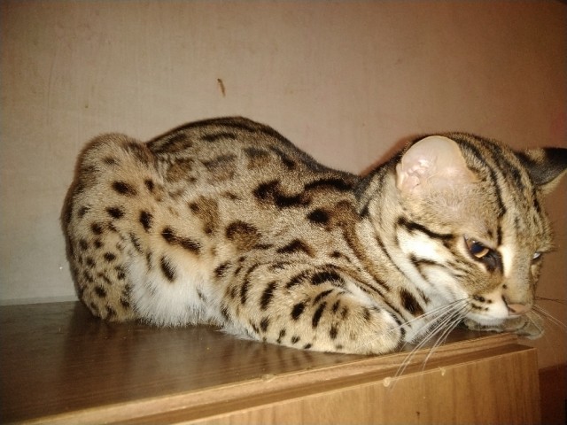 Моя красотка