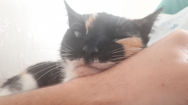Хоба! Котовторник!