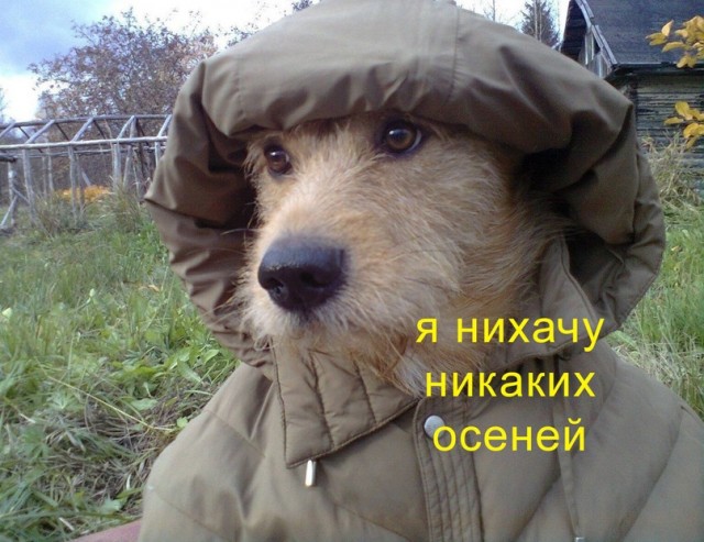 Картинки и мемы для настроения 003