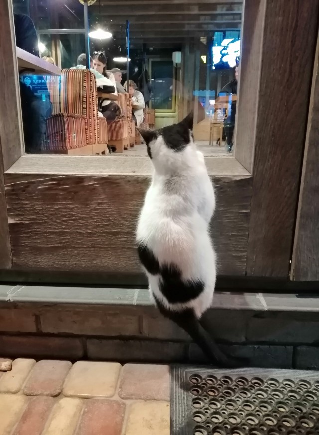 Котовторник 28.09.21