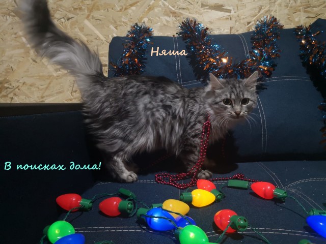 Жизнь домашнего приюта "Котоленд" 316