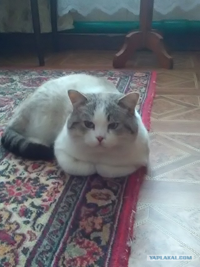 Первый котовторник 2022