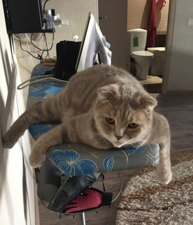 Котовторнику посвящается