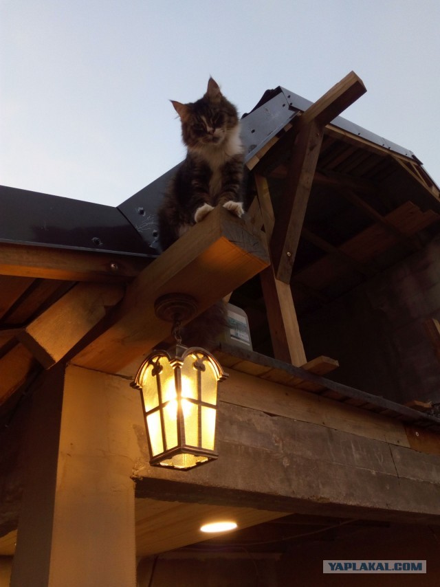 Вариант кота с лампой
