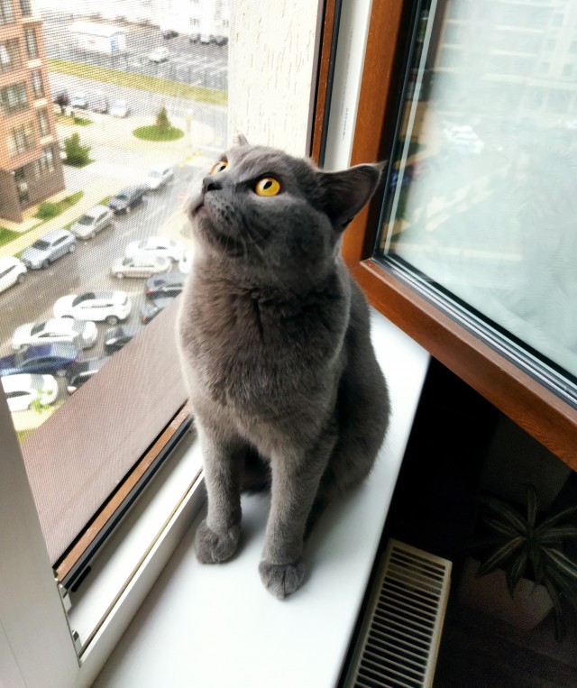 На приёме у вета: маскировка максимального уровня