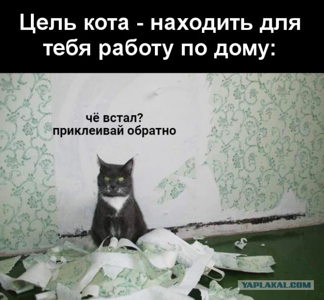 Забавные и смешные картинки на котовторник