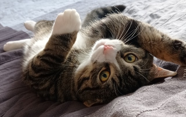 Котовторник. Немного сицилийских котов.