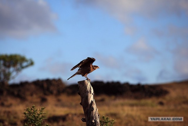 Южно-Американский дневник. остров Пасхи