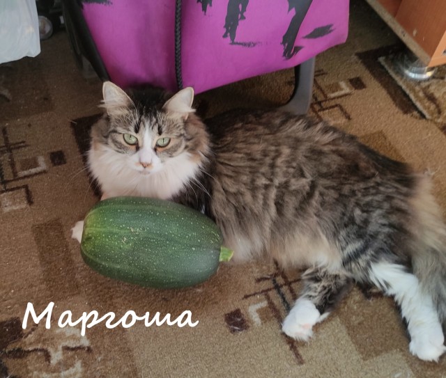 Жизнь домашнего приюта "Котоленд" 368