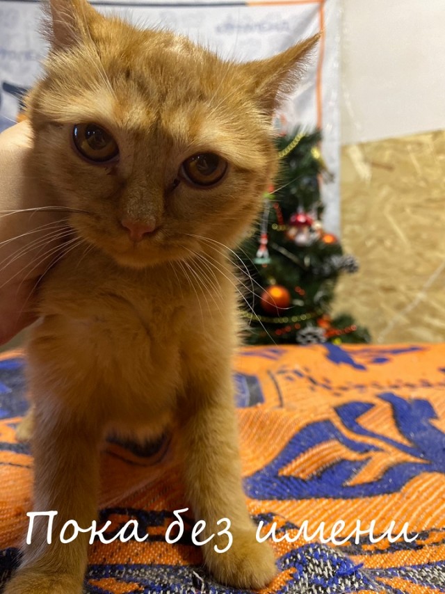 Жизнь домашнего приюта "Котоленд" 369