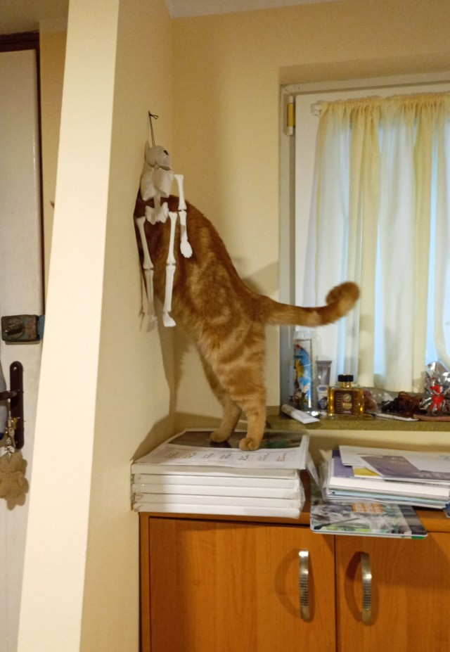 К вопросу о котах