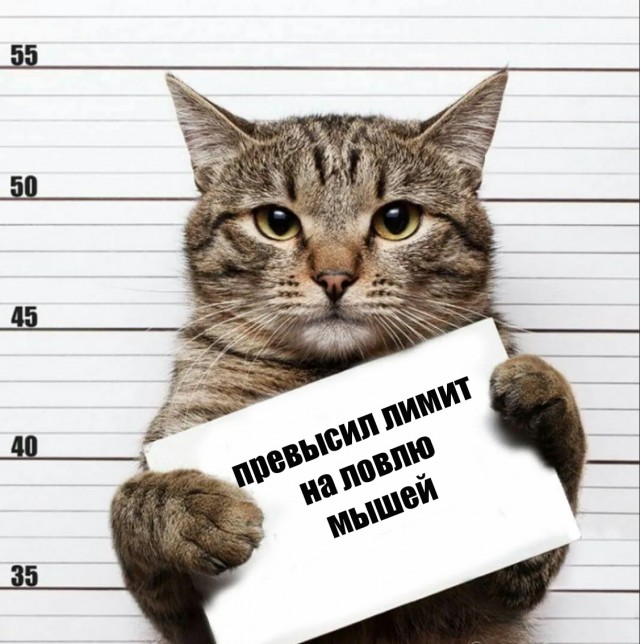Власти установили лимит на добычу ежей и мышей в Свердловской области