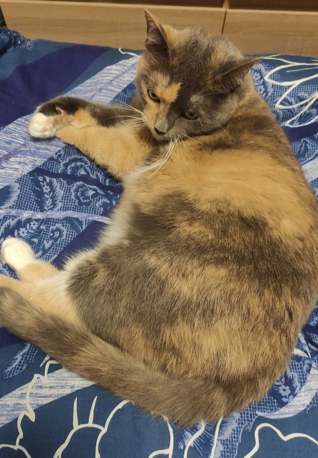 Котовторник