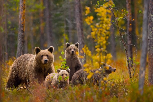 Деревенская Америка