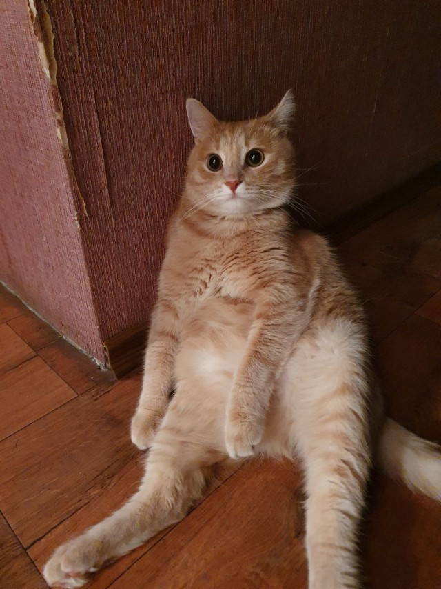Котовторник 09.04.24