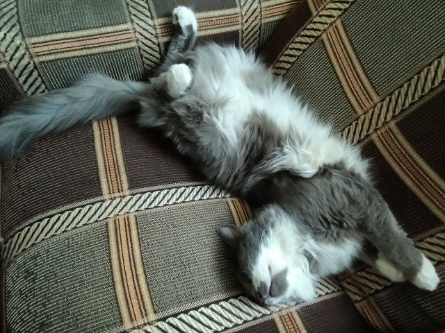 Россию сочли самой кошачьей страной мира