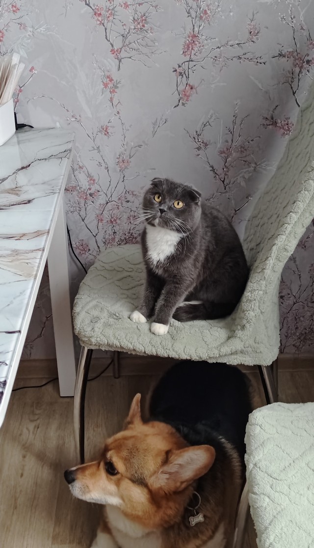 Нефотогеничный кот