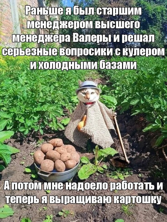 Стоимость картошки в России доросла до исторического рекорда