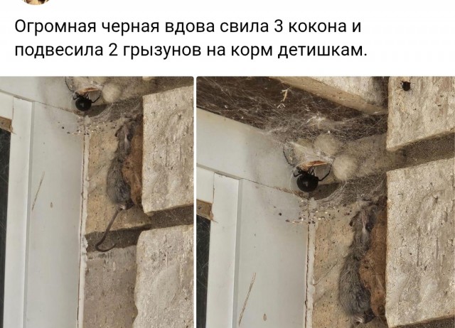 Веселые картинки в маленькую пятницу (21.05)