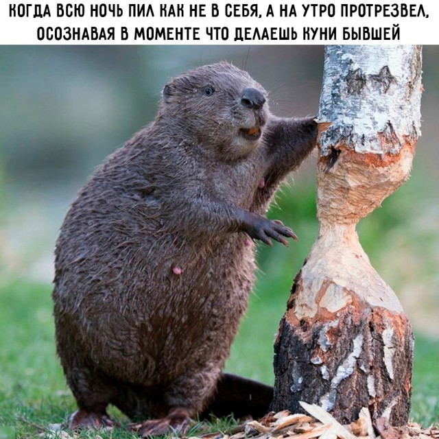 Весёлый полтишок 08.07.25