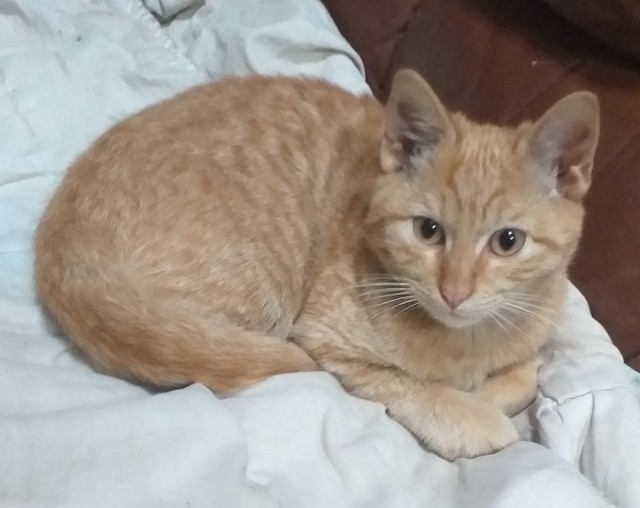 Принимайте в ряды которабов