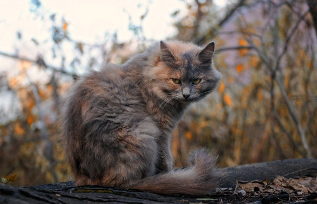 Просто красивая трёхцветная кошка