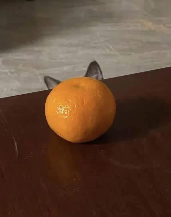 Котовторник или как