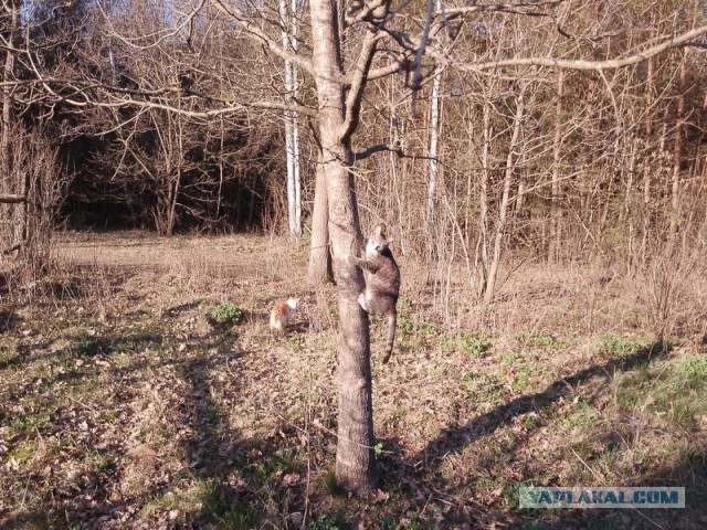 Жизнь домашнего приюта для котеек 576