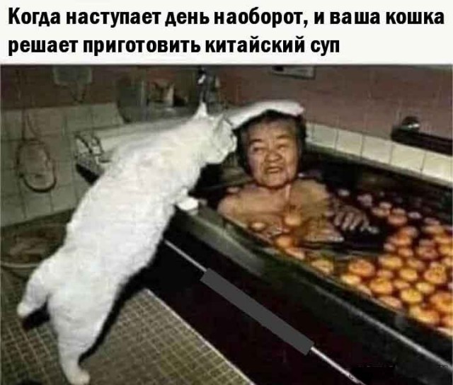 Подборка картинок к котовторнику