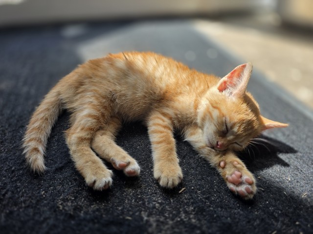 Ура, котовторник!