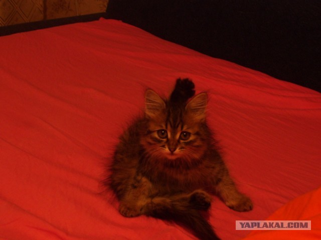 Котовторник  30.07.2013