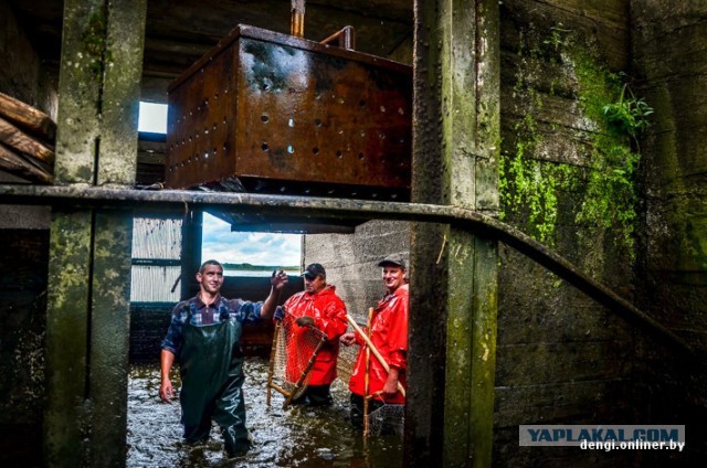 Ловцы грез: репортаж из белорусского рыбхоза